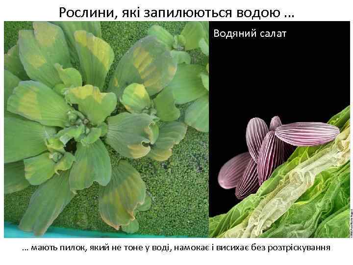 Рослини, які запилюються водою … Водяний салат Весняні переважно нестатеві квітки … мають пилок,