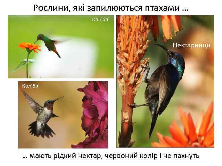 Рослини, які запилюються птахами … Колібрі Нектарниця Колібрі Весняні переважно нестатеві квітки … мають