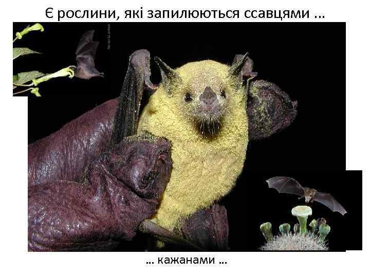 Є рослини, які запилюються ссавцями … Весняні переважно нестатеві квітки … кажанами … 
