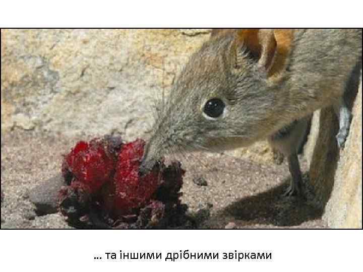 Весняні переважно нестатеві квітки … та іншими дрібними звірками 