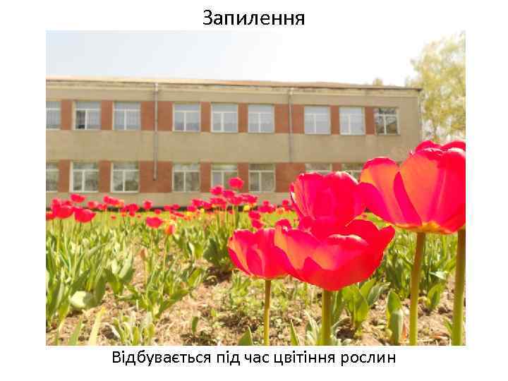 Запилення Відбувається під час цвітіння рослин 