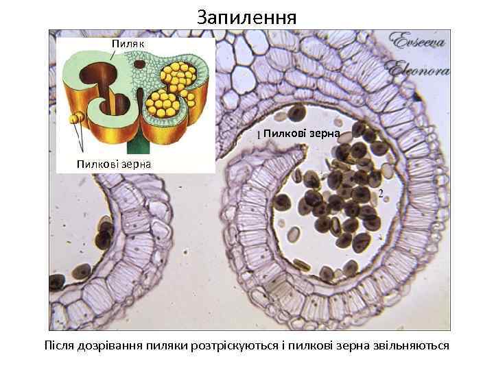 Запилення Герань Пиляк Пилкові зерна Після дозрівання пиляки розтріскуються і пилкові зерна звільняються 