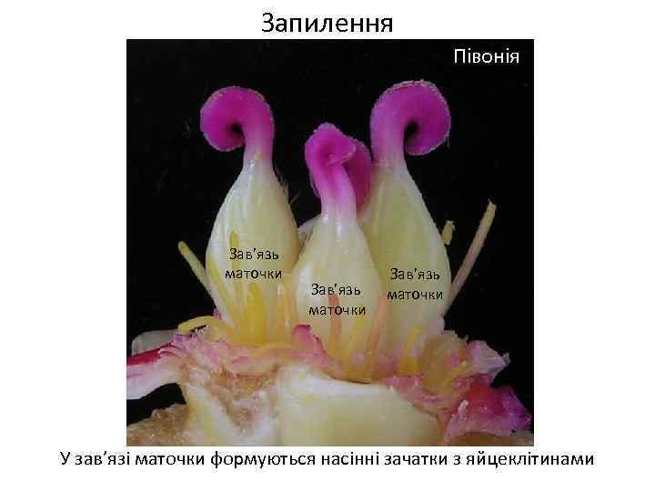 Запилення Півонія Зав’язь маточки У зав’язі маточки формуються насінні зачатки з яйцеклітинами 
