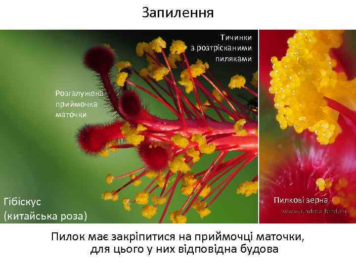 Запилення Тичинки з розтрісканими пиляками Розгалужена приймочка маточки Гібіскус (китайська роза) Пилкові зерна Пилок