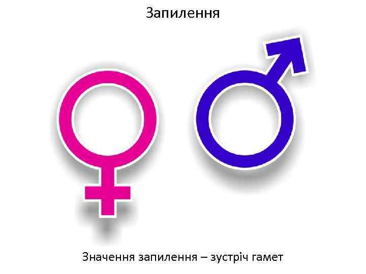 Запилення Значення запилення – зустріч гамет 