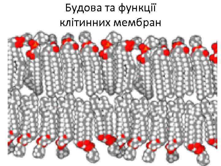 Будова та функції клітинних мембран 