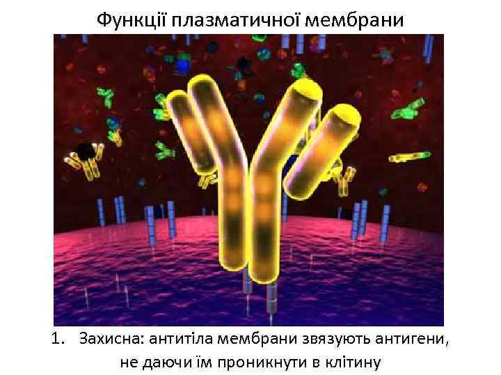 Функції плазматичної мембрани 1. Захисна: антитіла мембрани звязують антигени, не даючи їм проникнути в