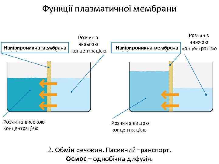 Функції плазматичної мембрани Розчин з низькою Напівпроникна мембрана концентрацією Розчин з високою концентрацією Розчин