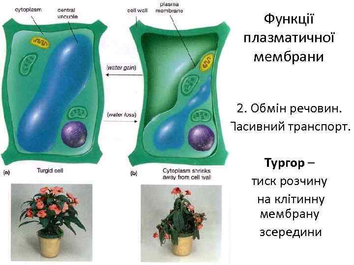 Тургор клетки растения. Тургор растительных клеток осмос. Тургор это в биологии. Тургор клетки это в биологии.