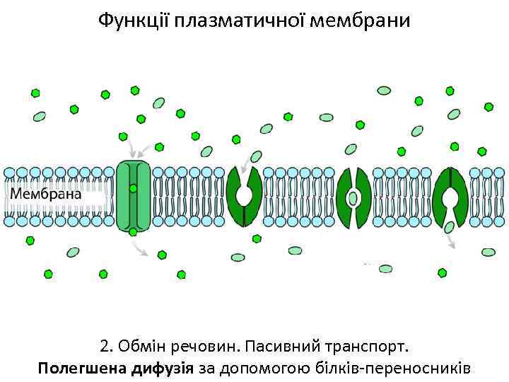 Функції плазматичної мембрани 2. Обмін речовин. Пасивний транспорт. Полегшена дифузія за допомогою білків-переносників 