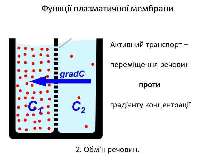 Функції плазматичної мембрани Активний транспорт – переміщення речовин проти а градієнту концентрації 2. Обмін