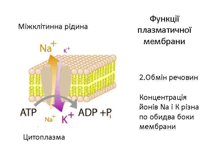 Міжклітинна рідина Функції плазматичної мембрани 2. Обмін речовин Концентрація йонів Nа і К різна
