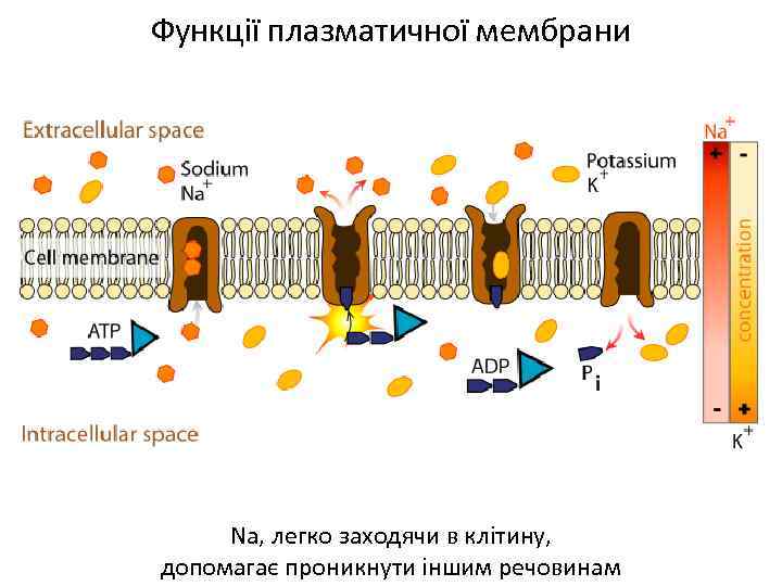 Функції плазматичної мембрани Nа, легко заходячи в клітину, допомагає проникнути іншим речовинам 