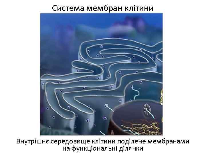 Система мембран клітини Внутрішнє середовище клітини поділене мембранами на функціональні ділянки 