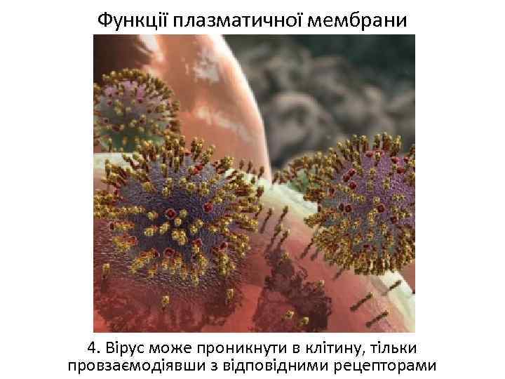 Функції плазматичної мембрани 4. Вірус може проникнути в клітину, тільки провзаємодіявши з відповідними рецепторами