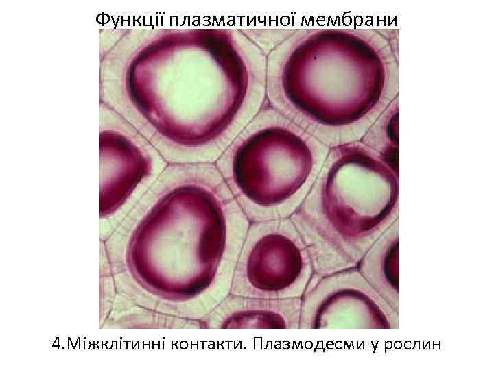 Запасающая клетка. Клетки запасающей ткани. Запасающая паренхима микроскопом. Запасающая ткань под микроскопом. Запасающая ткань растений под микроскопом.