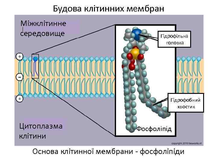 Будова клітинних мембран Міжклітинне середовище Гідрофільна головка Гідрофобний хвостик Цитоплазма клітини Фосфоліпід Основа клітинної