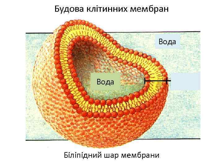 Будова клітинних мембран Вода Біліпідний шар мембрани 