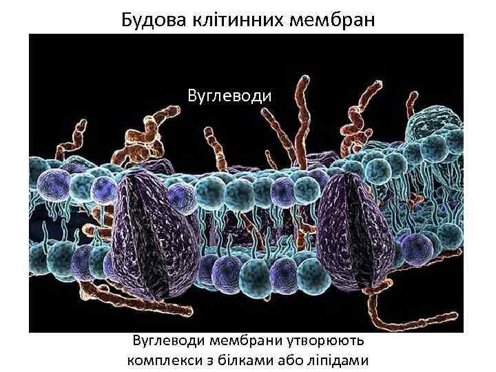 Будова клітинних мембран Вуглеводи мембрани утворюють комплекси з білками або ліпідами 