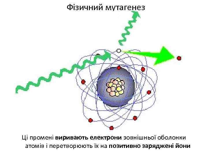 Фізичний мутагенез Ці промені виривають електрони зовнішньої оболонки атомів і перетворюють їх на позитивно