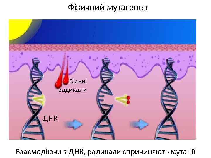 Фізичний мутагенез Вільні радикали ДНК Взаємодіючи з ДНК, радикали спричиняють мутації 