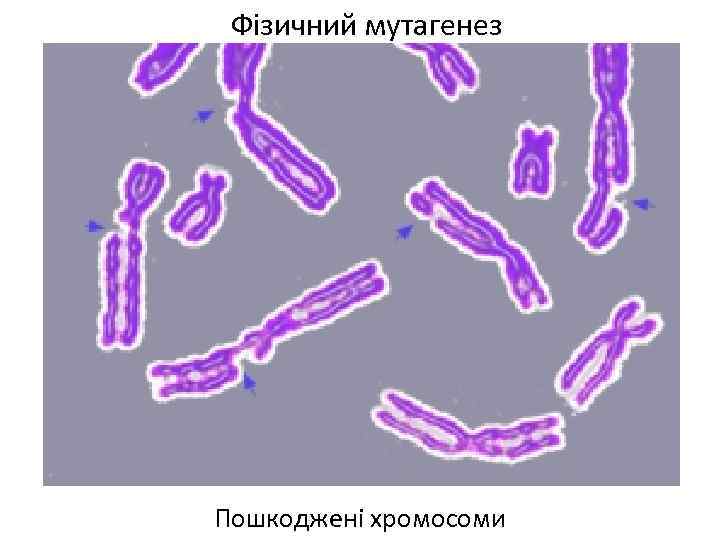 Фізичний мутагенез Пошкоджені хромосоми 