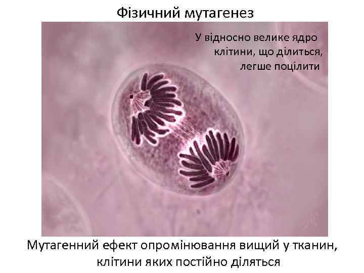 Фізичний мутагенез У відносно велике ядро клітини, що ділиться, легше поцілити Мутагенний ефект опромінювання