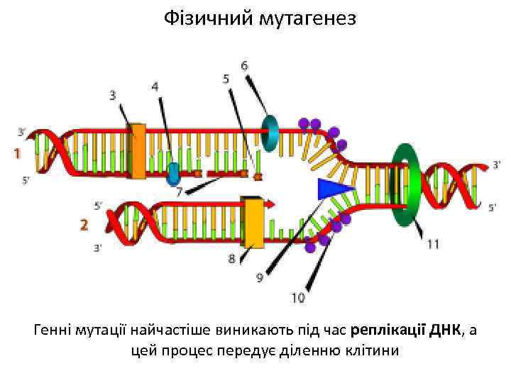 Фізичний мутагенез Генні мутації найчастіше виникають під час реплікації ДНК, а цей процес передує