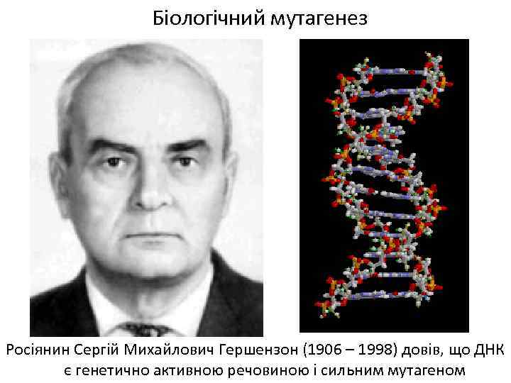 Біологічний мутагенез Росіянин Сергій Михайлович Гершензон (1906 – 1998) довів, що ДНК є генетично