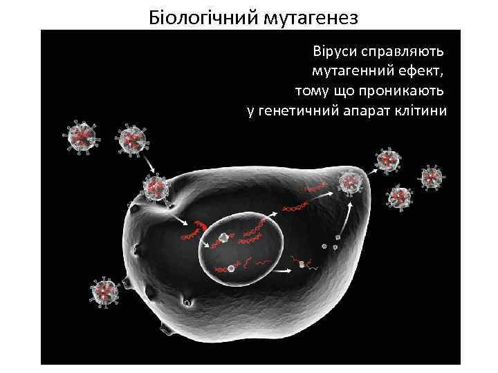 Біологічний мутагенез Віруси справляють мутагенний ефект, тому що проникають у генетичний апарат клітини 