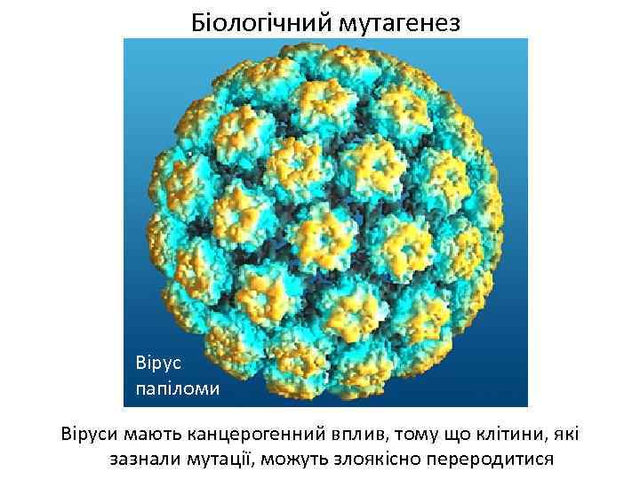 Біологічний мутагенез Вірус папіломи Віруси мають канцерогенний вплив, тому що клітини, які зазнали мутації,