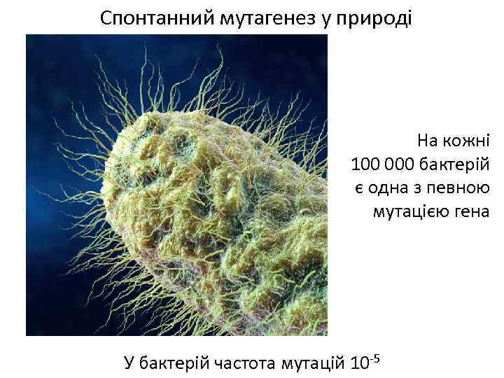 Спонтанний мутагенез у природі На кожні 100 000 бактерій є одна з певною мутацією