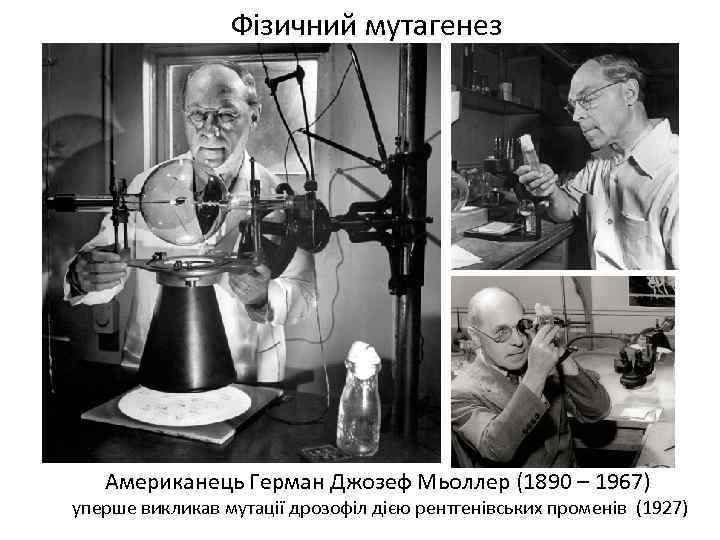 Фізичний мутагенез Американець Герман Джозеф Мьоллер (1890 – 1967) уперше викликав мутації дрозофіл дією