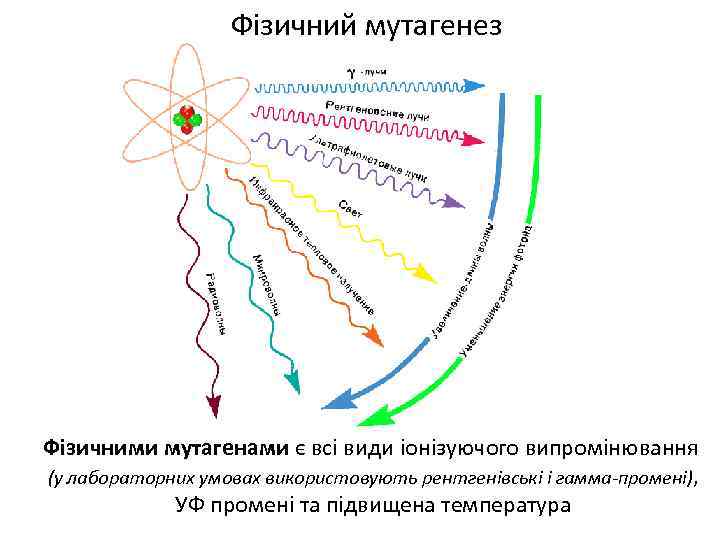 Фізичний мутагенез Фізичними мутагенами є всі види іонізуючого випромінювання (у лабораторних умовах використовують рентгенівські