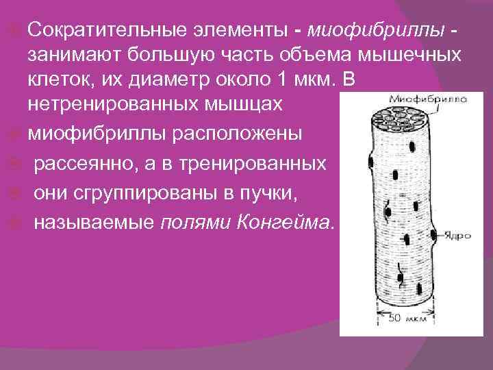 Сократительные элементы - миофибриллы - занимают большую часть объема мышечных клеток, их диаметр около