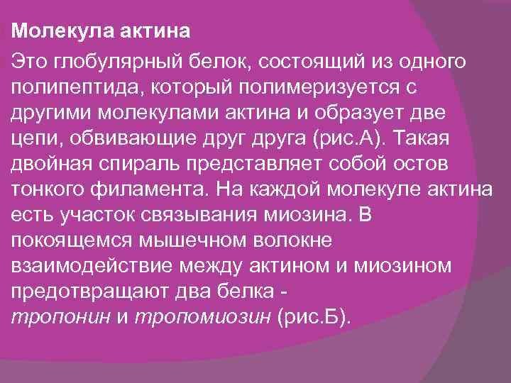 Молекула актина Это глобулярный белок, состоящий из одного полипептида, который полимеризуется с другими молекулами