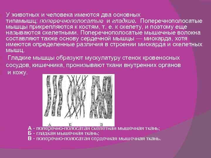 У животных и человека имеются два основных типамышц: поперечнополосатые и гладкие. Поперечнополосатые мышцы прикрепляются