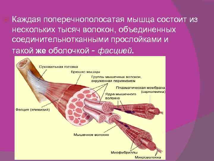  Каждая поперечнополосатая мышца состоит из нескольких тысяч волокон, объединенных соединительнотканными прослойками и такой