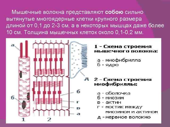  Мышечные волокна представляют собою сильно вытянутые многоядерные клетки крупного размера длиной от 0,