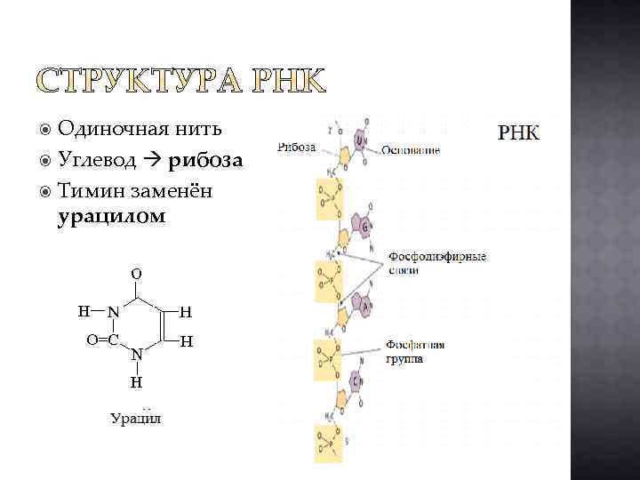 Одиночная нить Углевод рибоза Тимин заменён урацилом 