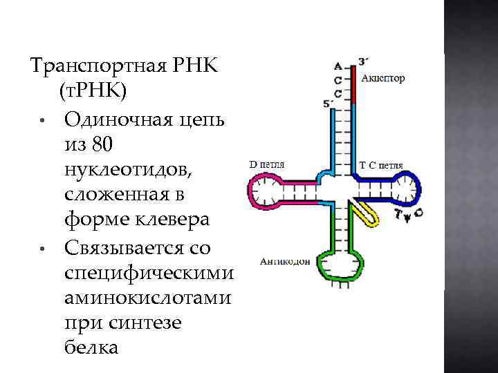 Т рнк состоит из нуклеотидов. Вторичная структура ТРНК клеверный лист. Строение ТРНК схема. Состав нуклеотидов ТРНК. Центральная петля ТРНК.