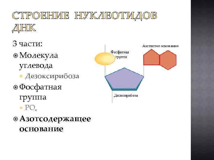 Дезоксирибоза в составе нуклеотида. Строение нуклеотида фосфатная группа. Строение нуклеотида. Нуклеотид строение и функции. Структура нуклеотида.