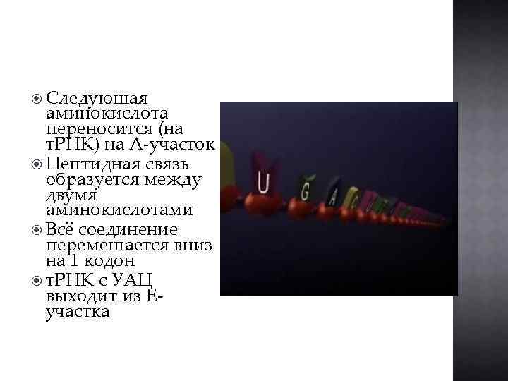  Следующая аминокислота переносится (на т. РНК) на A-участок Пептидная связь образуется между двумя