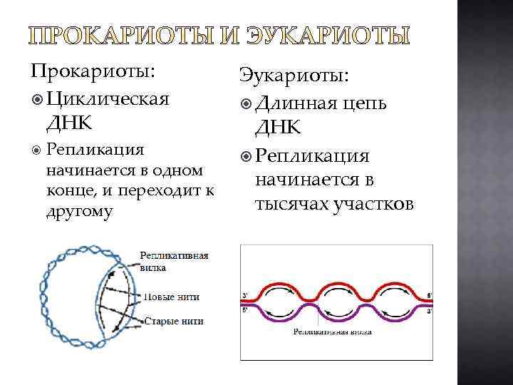 Прокариоты: Циклическая ДНК Репликация начинается в одном конце, и переходит к другому Эукариоты: Длинная