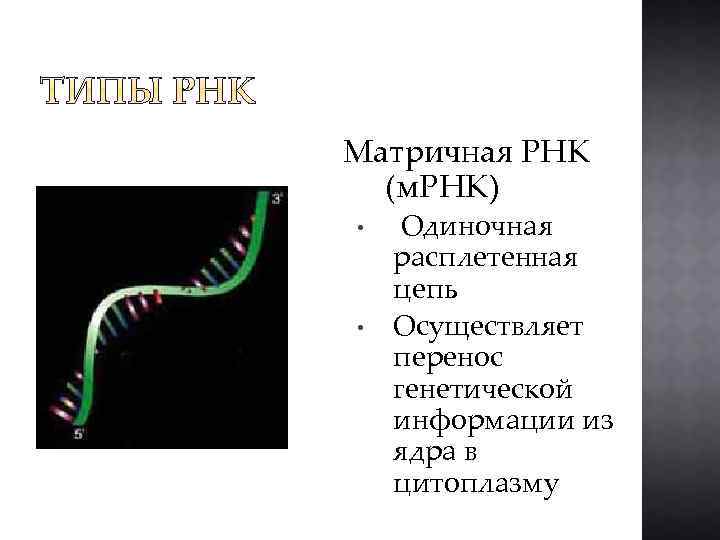 На матрице рнк происходит. Матричная РНК (МРНК). Матричная РНК строение. МРНК схема строения. Информационная ИРНК или матричная МРНК.