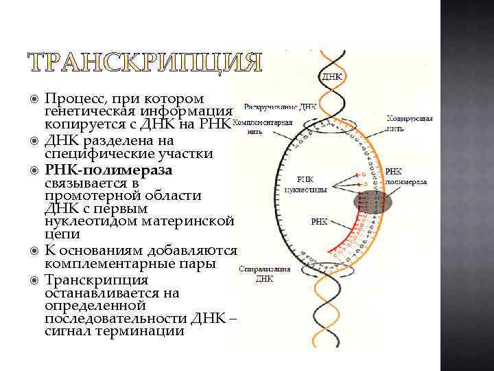  Процесс, при котором генетическая информация копируется с ДНК на РНК ДНК разделена на