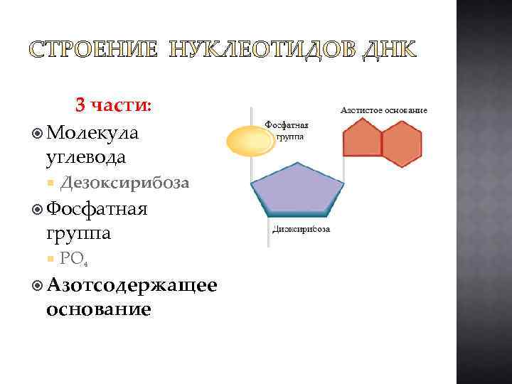 3 части: Молекула углевода Дезоксирибоза Фосфатная группа PO 4 Азотсодержащее основание 