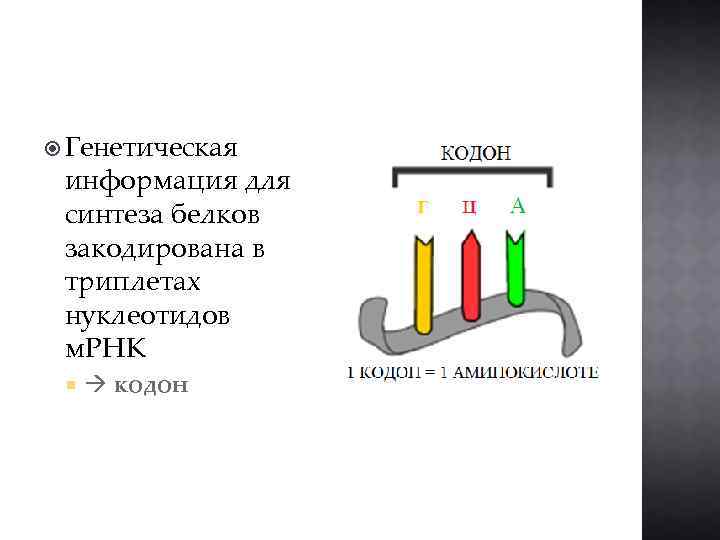  Генетическая информация для синтеза белков закодирована в триплетах нуклеотидов м. РНК кодон 