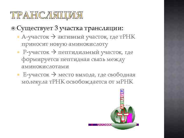  Существует 3 участка трансляции: A-участок активный участок, где т. РНК приносит новую аминокислоту