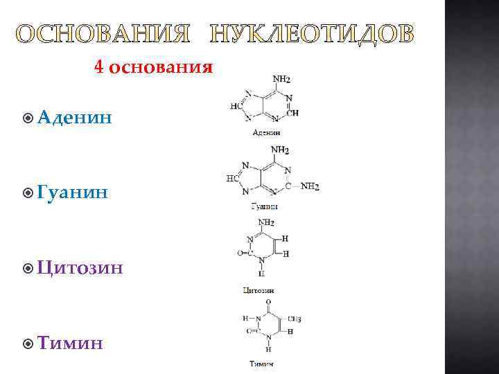 4 основания Аденин Гуанин Цитозин Tимин 